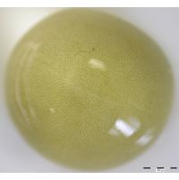 Nostoc parmelioides