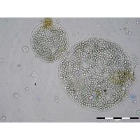 Nostoc membranaceum