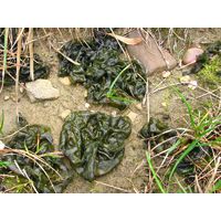 Nostoc commune