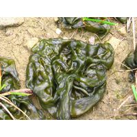 Nostoc commune