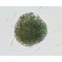 Nostoc paludosum
