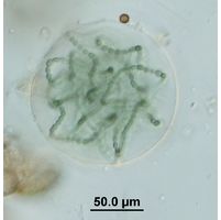 Nostoc sp. 