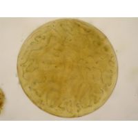 Nostoc sp.