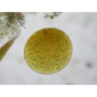 Nostoc sp. 