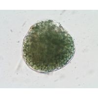 Nostoc paludosum
