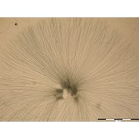 Nostochopsis lobatus