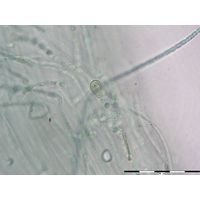 Nostochopsis lobatus