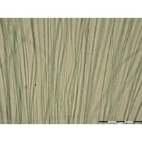 Nostochopsis lobatus