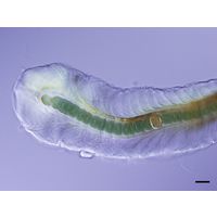 Patalonema alatum
