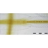 Petalonema alatum