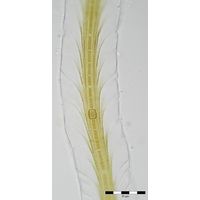 Petalonema alatum