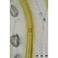 Petalonema alatum