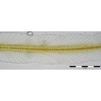 Petalonema alatum
