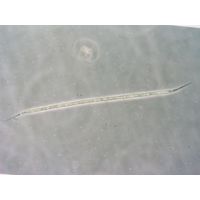 Raphidiopsis