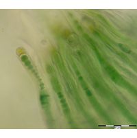 Rivularia atra