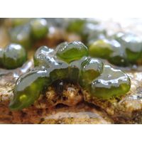Rivularia mesenterica