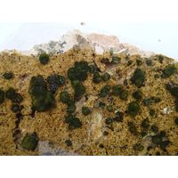 Rivularia mesenterica
