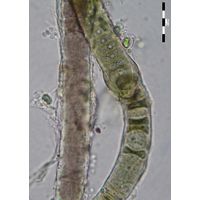 Scytonema cf. millei