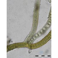 Scytonema cf. millei