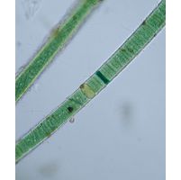 Scytonema crispum