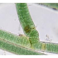 Scytonema crispum