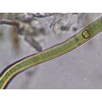 Scytonema mirabile