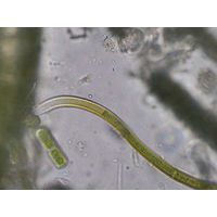 Scytonema mirabile