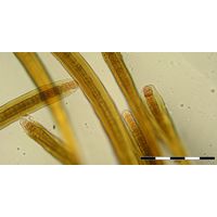 Scytonema myochrous