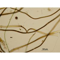 Scytonema cf. myochrous