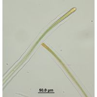 Scytonema cf. myochrous