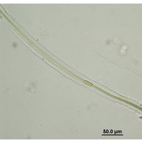 Scytonema cf. myochrous