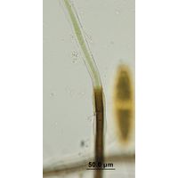 Scytonema cf. myochrous
