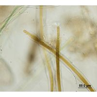 Scytonema cf. myochrous