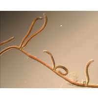 Scytonema sp.
