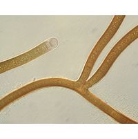 Scytonema sp.