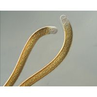 Scytonema sp. 