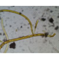 Scytonema