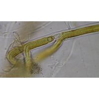 Scytonema