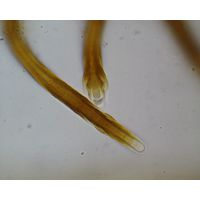 Scytonema