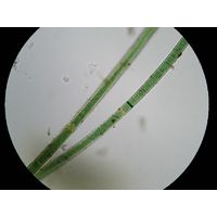 Scytonema crispum