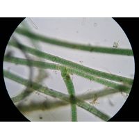 Scytonema crispum 