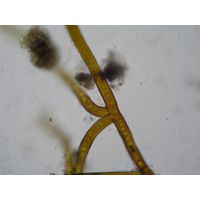 Scytonema sp.