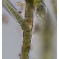 Scytonema