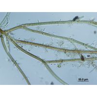 Tolypothrix distorta
