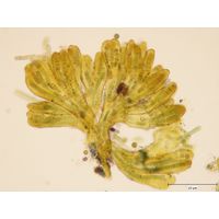 Tolypothrix elenkinii