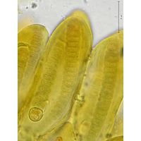 Tolypothrix elenkinii