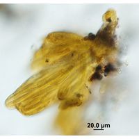 Tolypothrix elenkinii