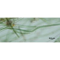 Tolypothrix lanata