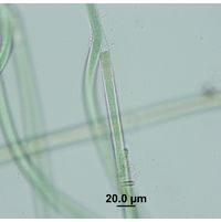 Tolypothrix lanata