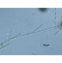 Tolypothrix lanata